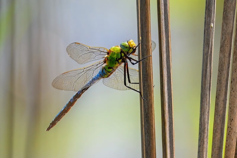 Colorful Aquatic Species